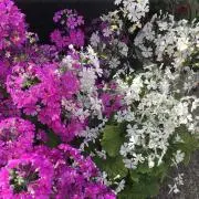 邦子の画像