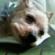 チョコ