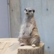 うづきの画像