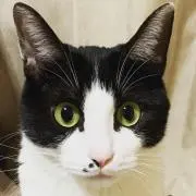 テンの画像