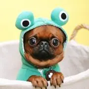 マンチカン太郎