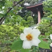 パンプキン★の画像