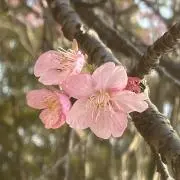 かりんとう9こ✨の画像