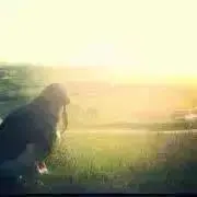 ありんこの画像