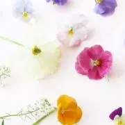 もなかの画像