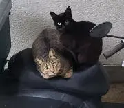 しゃー
