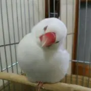 CKの画像