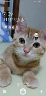 ハニーの画像