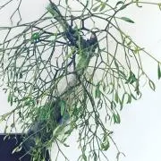 bettyの画像