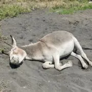 ぴくるす