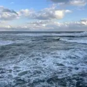 いしだの画像