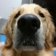 コロ