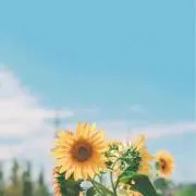Siaの画像