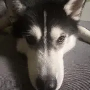 よしやん2の画像
