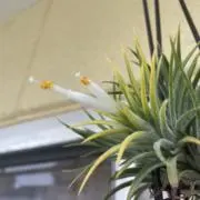 しのの画像
