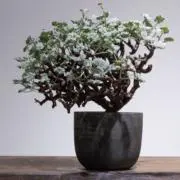 stillgreen38の画像