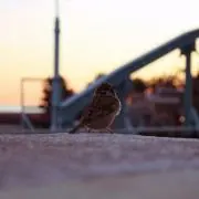 Aya