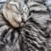 モモの画像