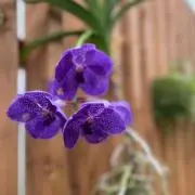 chry☆プロフ参照希望の画像