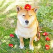 ふみゴン