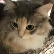 あっこ