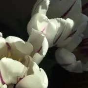うの画像