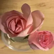みやちゃん【プロフィール欄必読】の画像