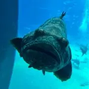 れんさんの画像