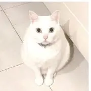 しーや　〈プロフご覧下さいませ^_^の画像