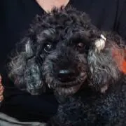 Image of Mokooox
