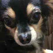 チョコチワワ