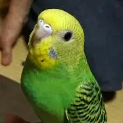 メテオの画像