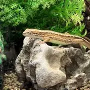 たつろー