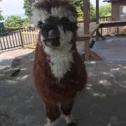 優愛