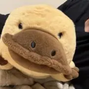 くちばしの画像