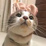 たまの画像