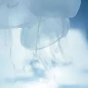 まりゅなの画像