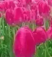 MBプロフ必読の画像