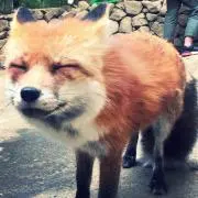 さきの画像