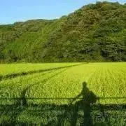 ＊はちこんぐ＊の画像