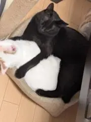まゆの画像