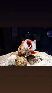 こさちの画像