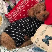 のぶりん