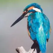川蝉