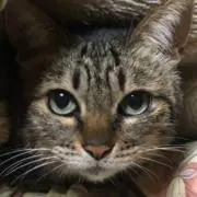さくら