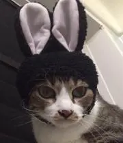 とらまるの画像