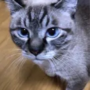 Kakinumaの画像