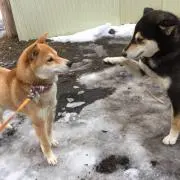 むぎ
