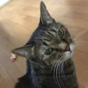 みーこ