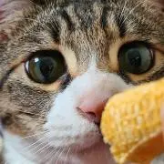 ゆうなぎ